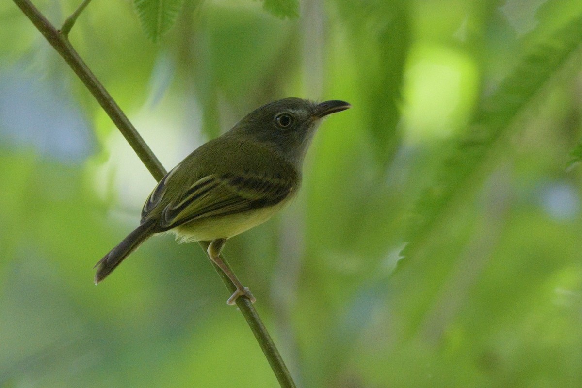 Mosquerito Piquicurvo Norteño - ML200418591