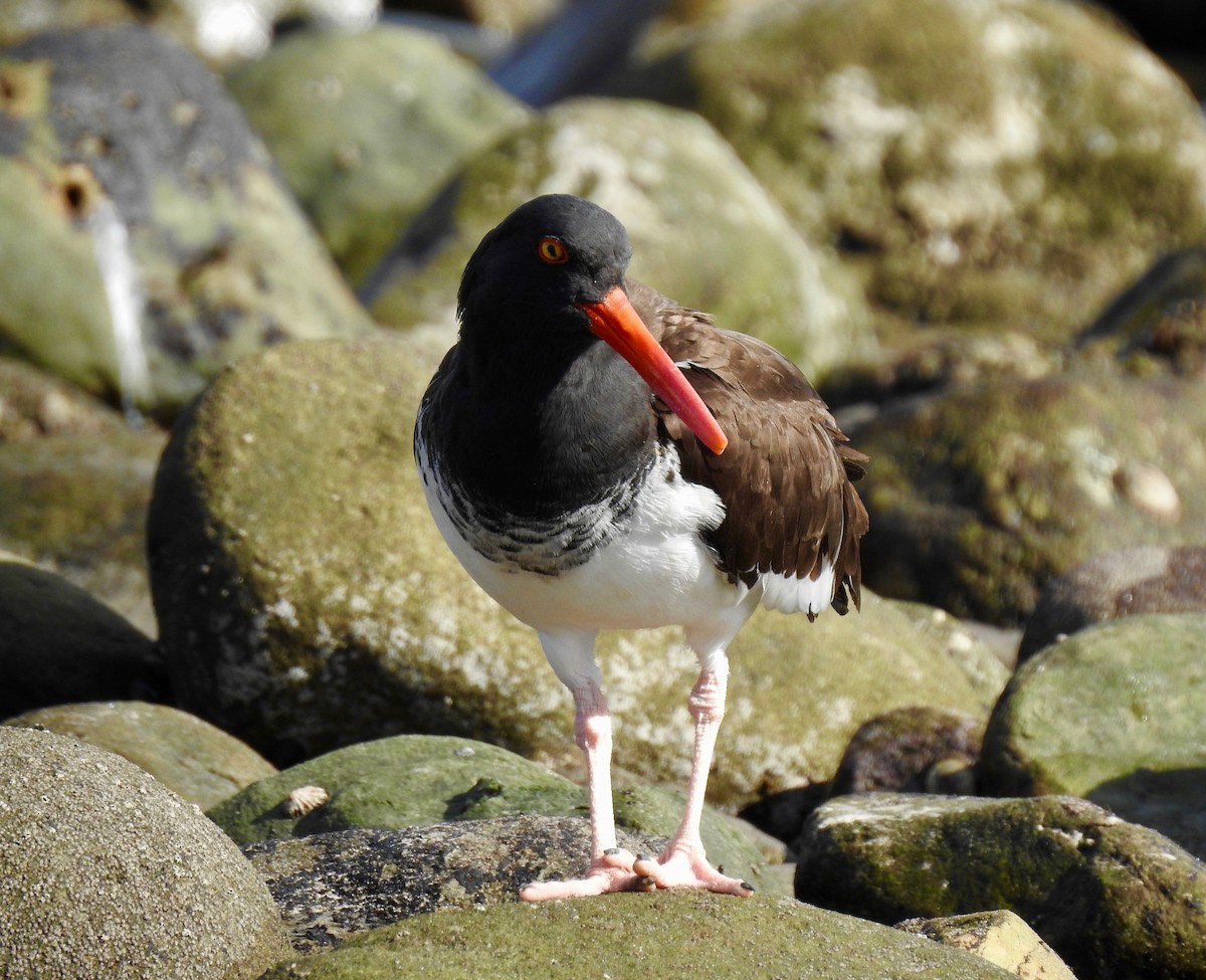 American Oystercatcher - D/P    Sanford