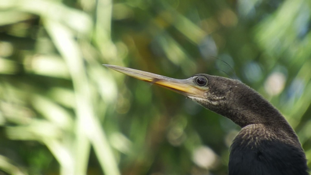 anhinga americká - ML200420041