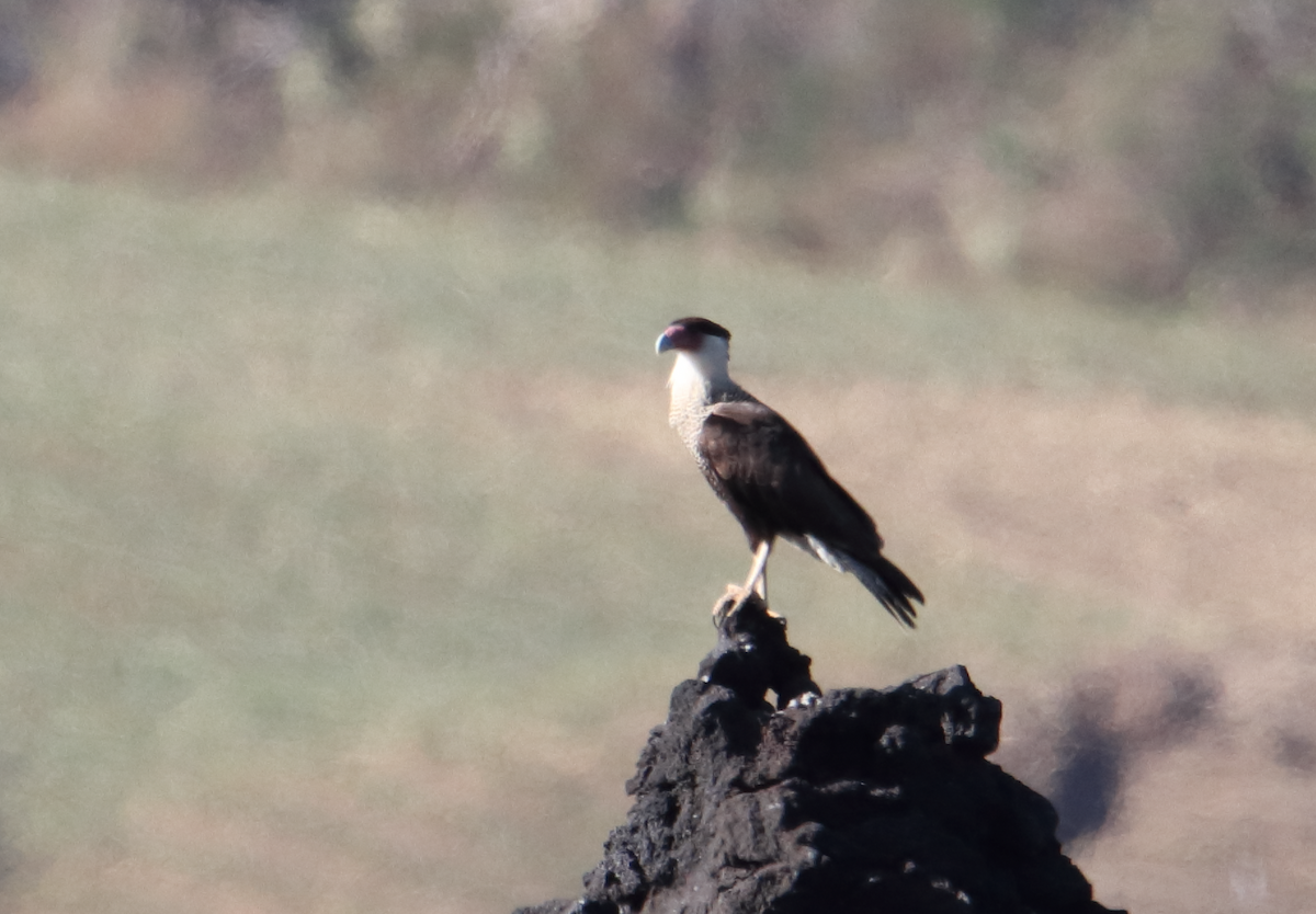 Caracara huppé (cheriway) - ML200420111