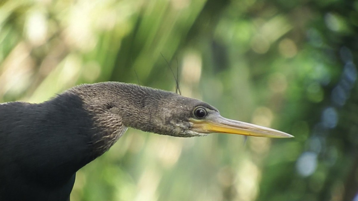 Anhinga Americana - ML200420131