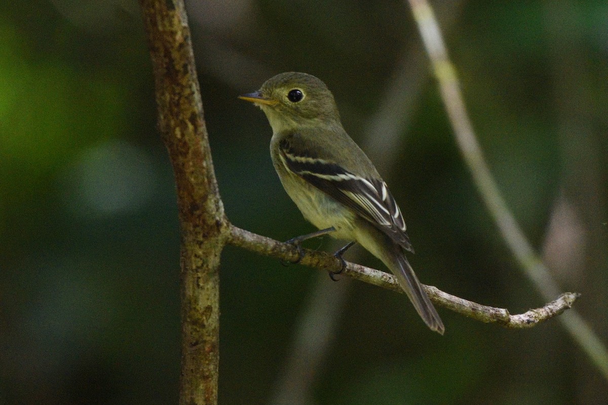 Yellow-bellied Flycatcher - ML200420291