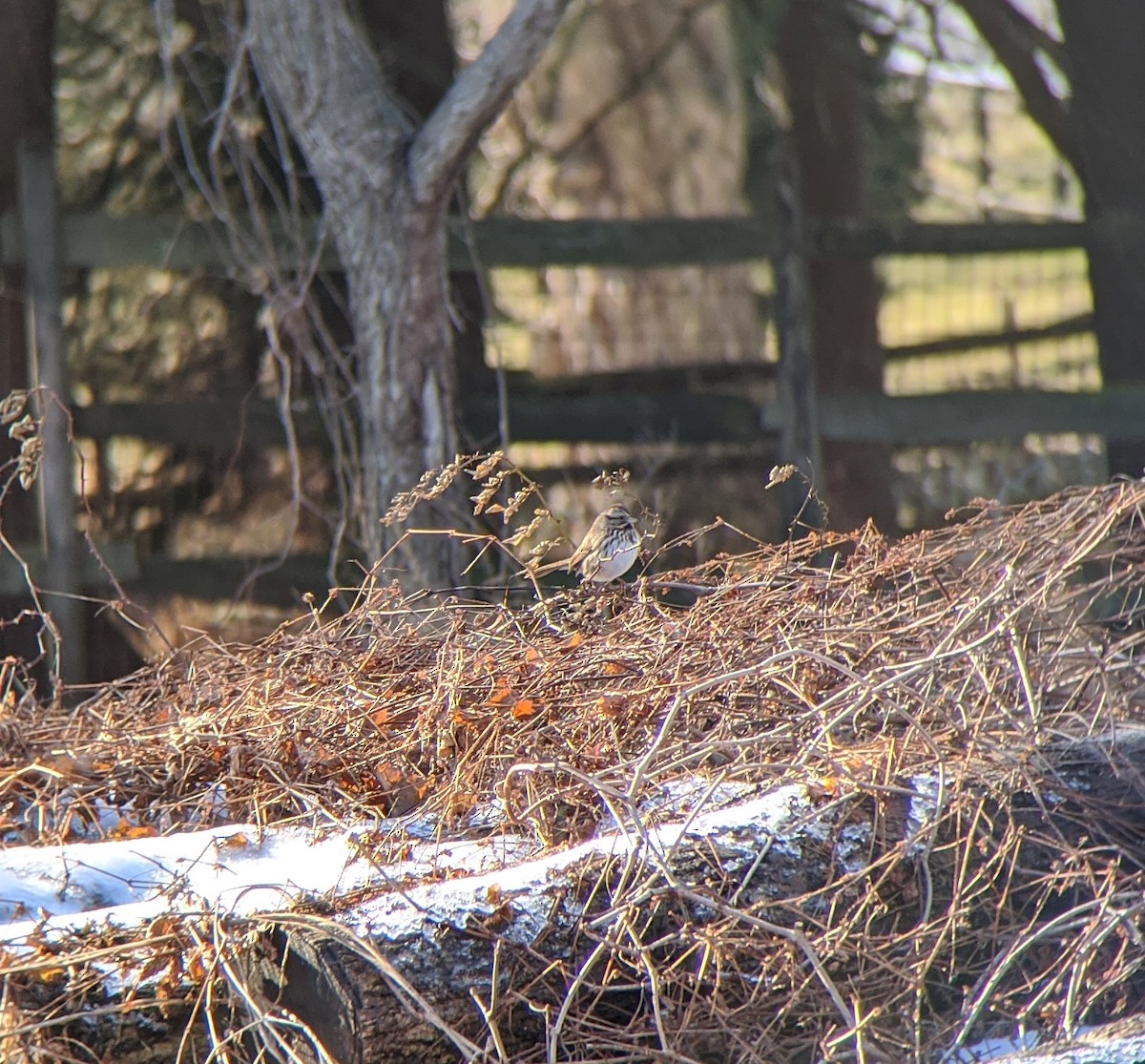 Song Sparrow - Brendan Lawrence