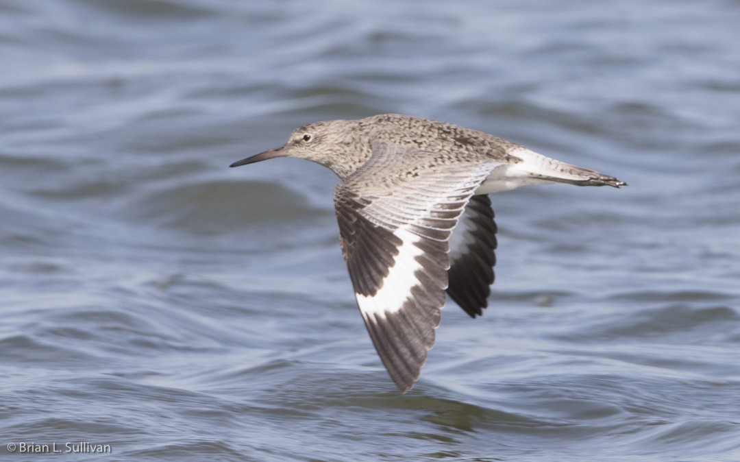 Willet - ML20042411