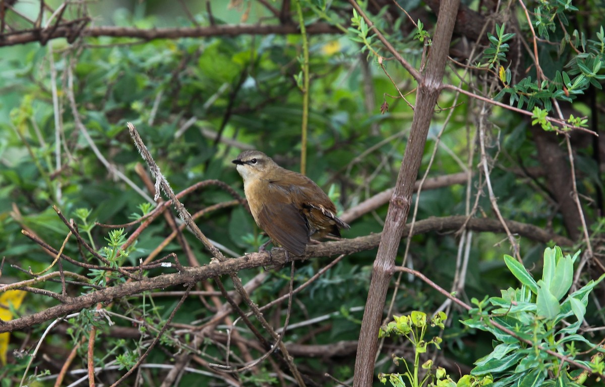 Cinnamon Bracken-Warbler - ML200424201