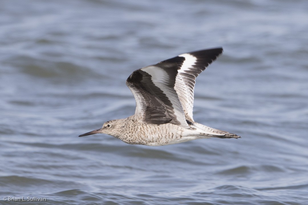 Willet - ML20042421