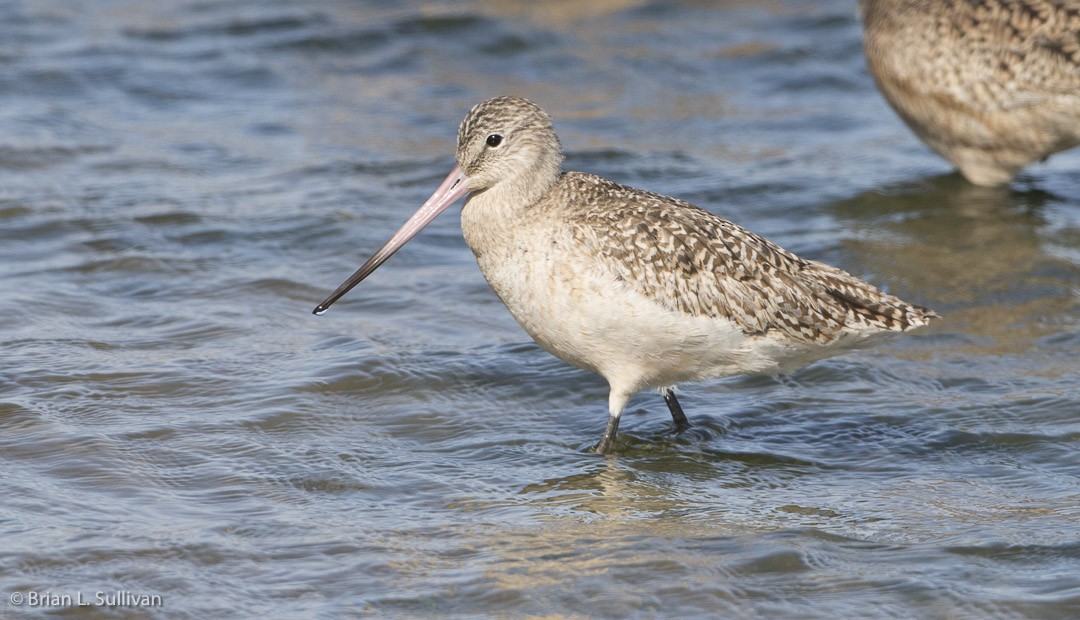 Marbled Godwit - ML20042431