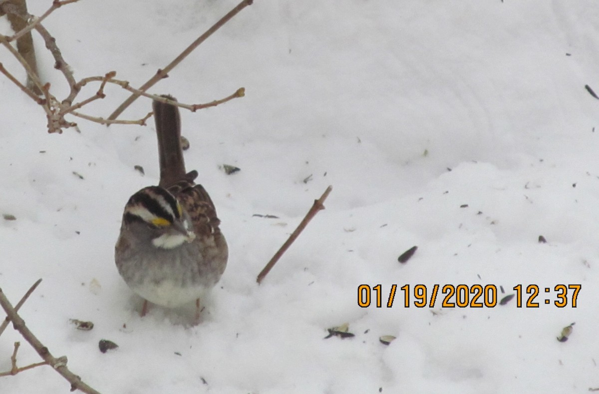 White-throated Sparrow - ML200424511