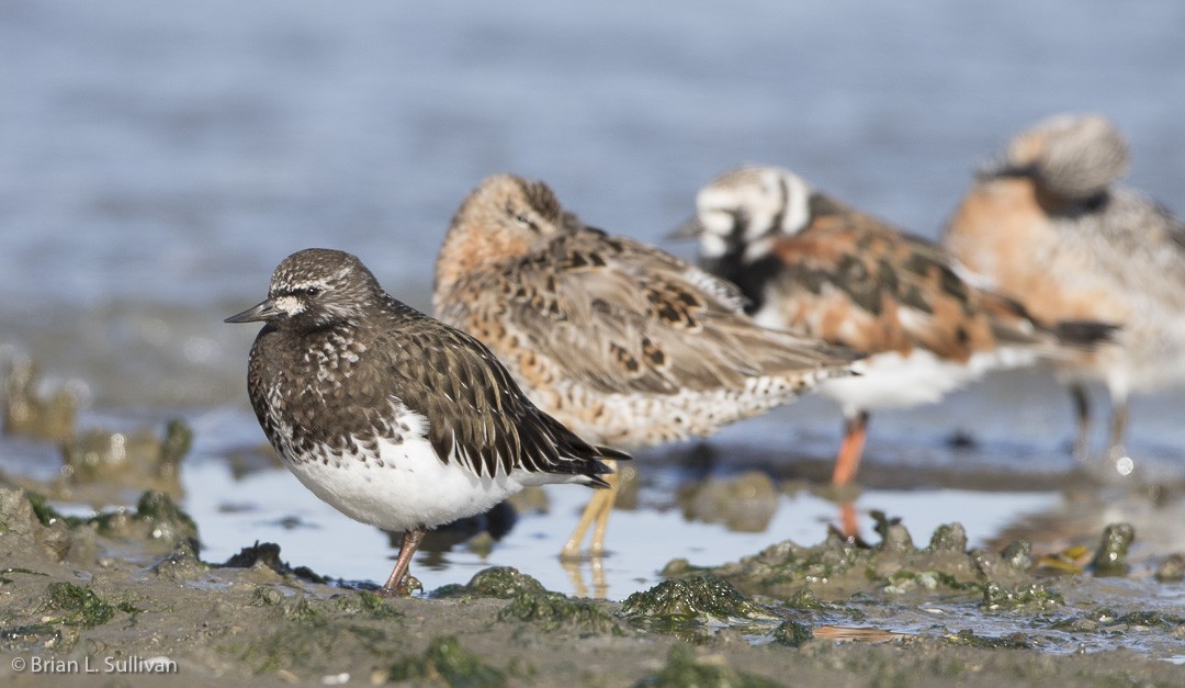 Black Turnstone - Brian Sullivan