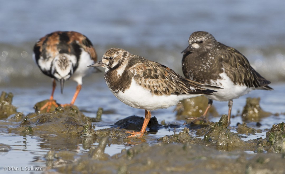 Ruddy Turnstone - ML20042491