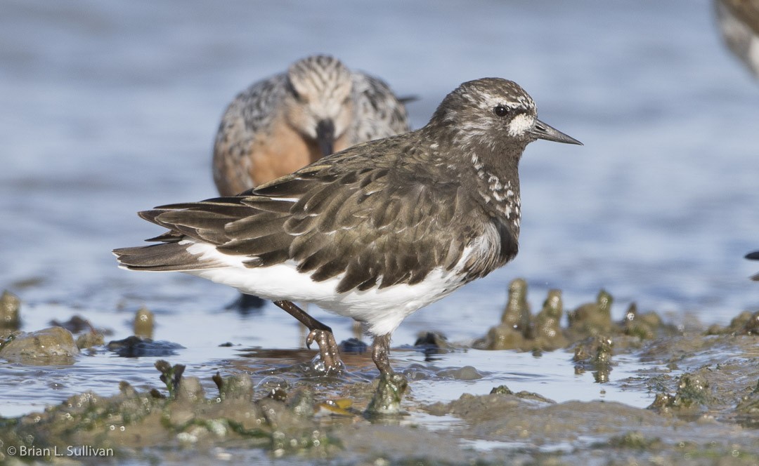 Black Turnstone - Brian Sullivan