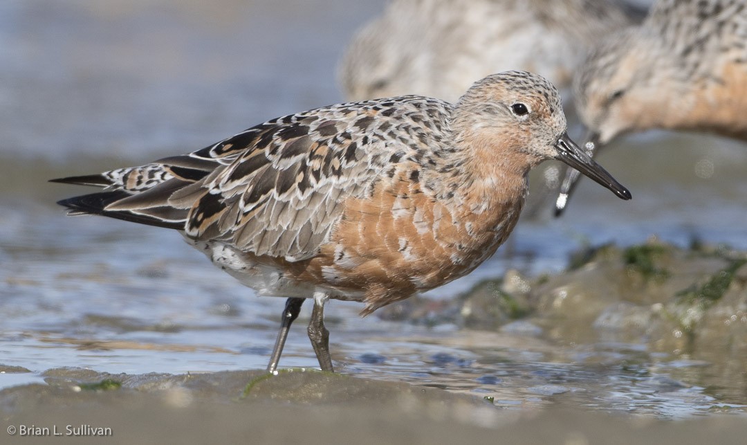 polarsnipe - ML20042521