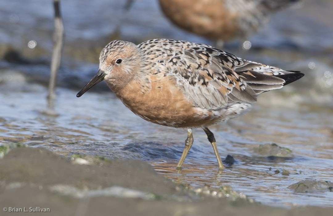 polarsnipe - ML20042541