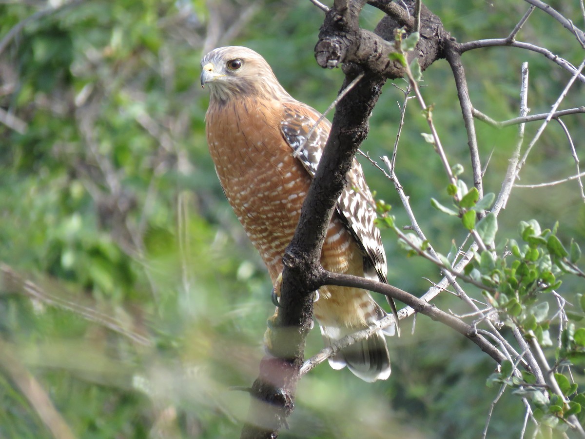 Red-shouldered Hawk - ML200425591