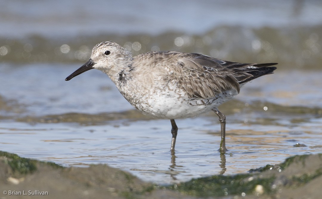 Red Knot - ML20042571