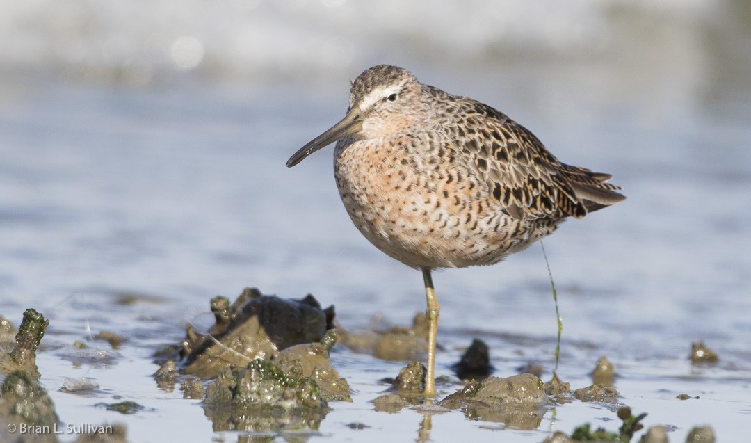 Short-billed Dowitcher (caurinus) - ML20042591