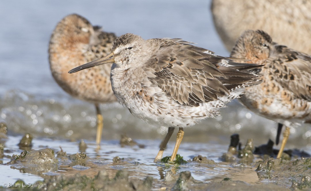 Short-billed Dowitcher (caurinus) - Brian Sullivan