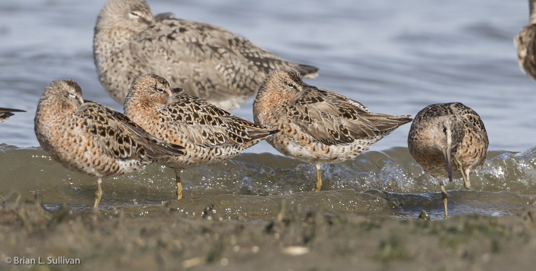 Short-billed Dowitcher (caurinus) - ML20042611