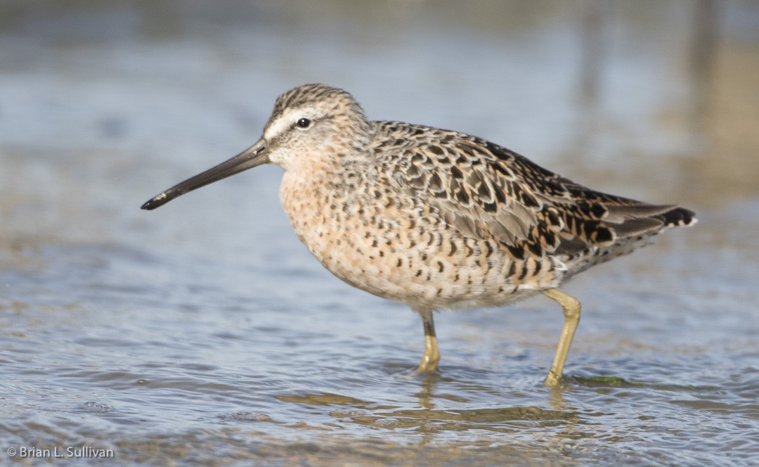 Short-billed Dowitcher (caurinus) - ML20042621