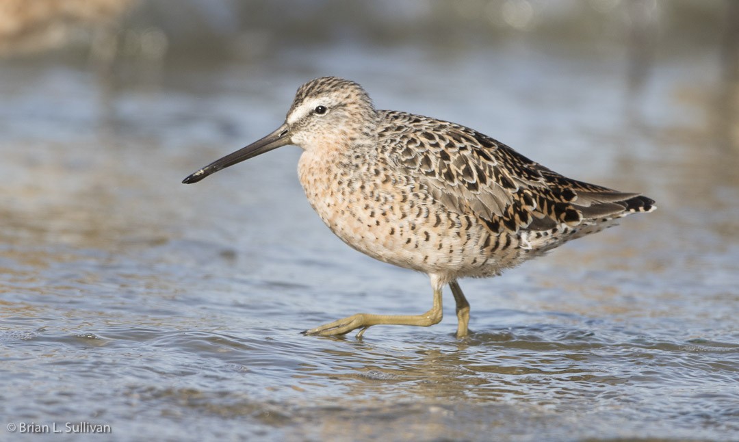 Short-billed Dowitcher (caurinus) - ML20042631