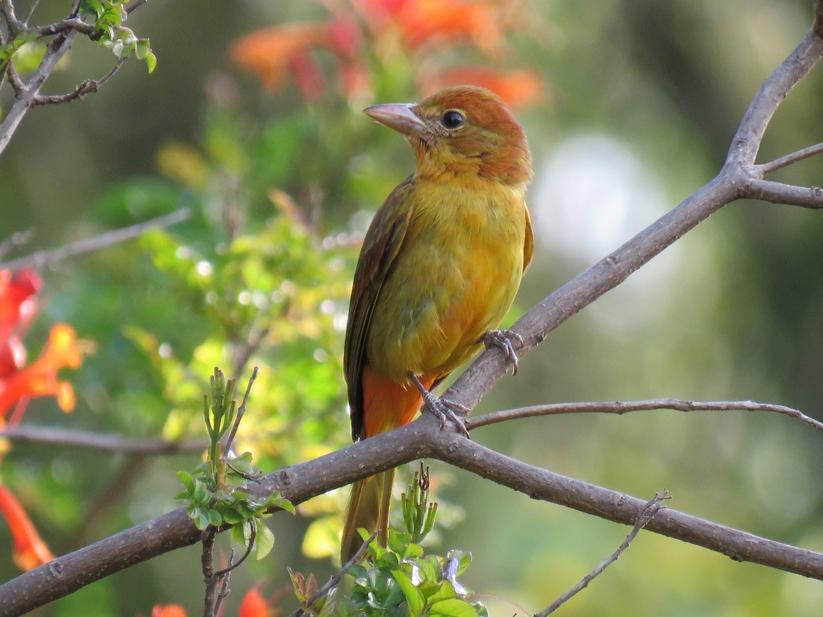 Summer Tanager - ML200426531