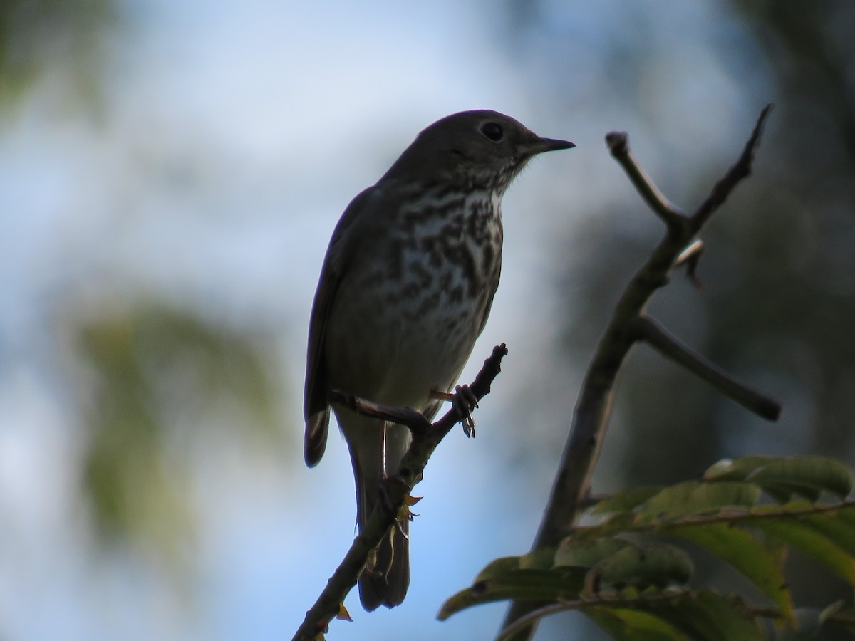 Hermit Thrush - ML200426571