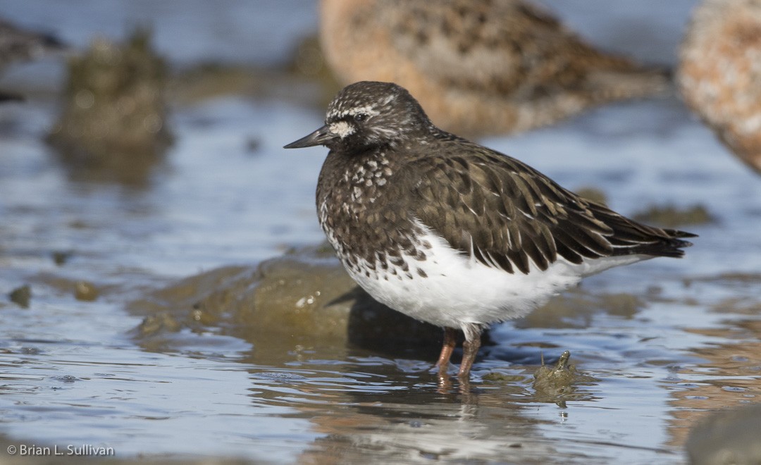 Black Turnstone - ML20042691