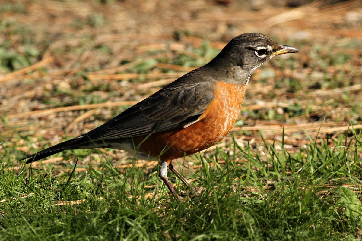 American Robin - ML200428241