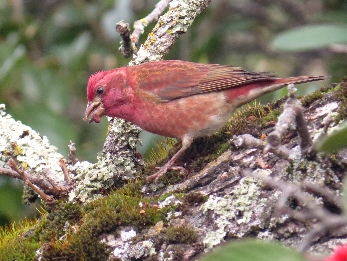 Purple Finch - Sergey Pavlov