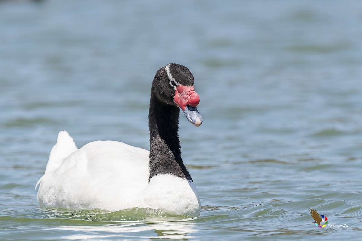 Black-necked Swan - fernando Burgalin Sequeria