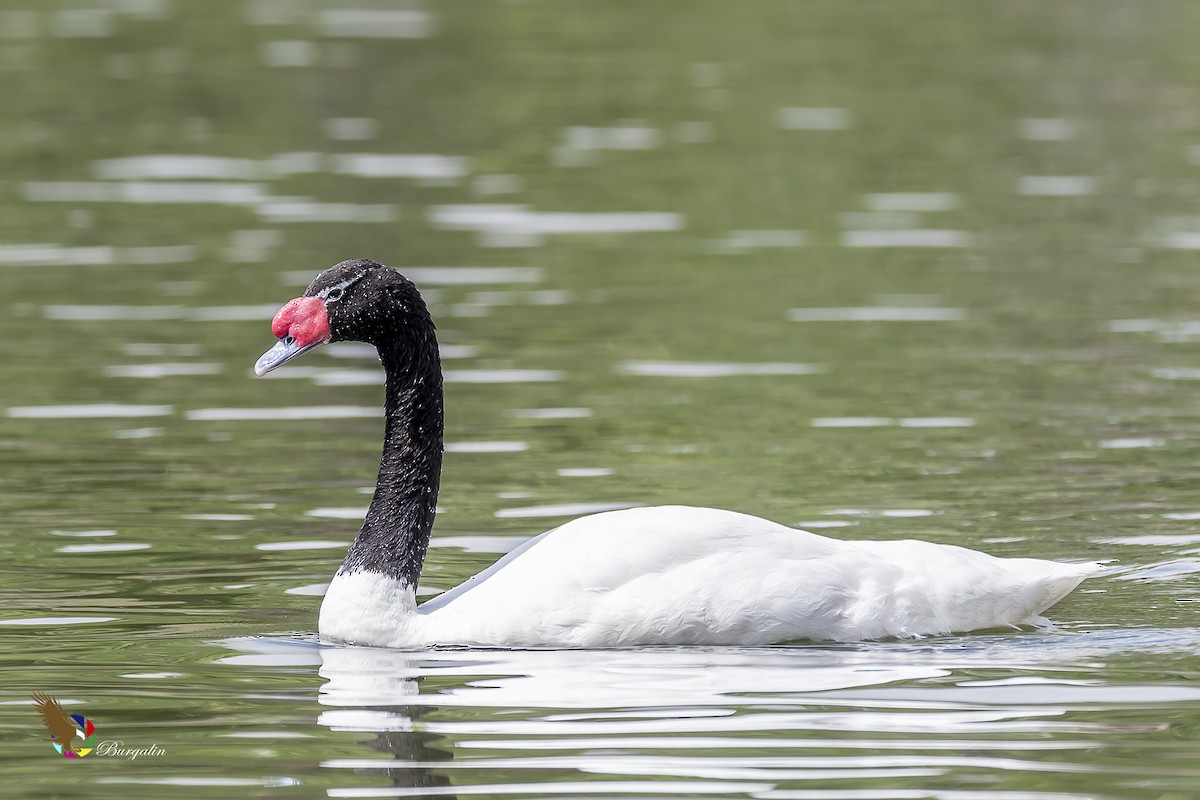 Black-necked Swan - fernando Burgalin Sequeria