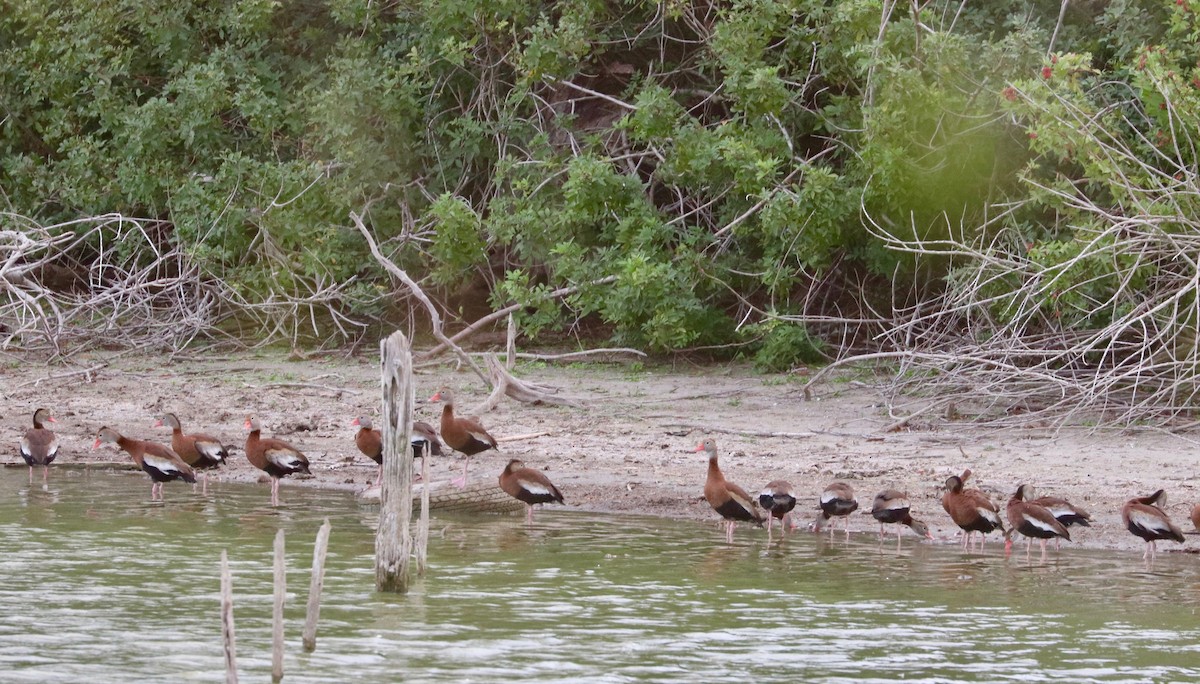 Black-bellied Whistling-Duck - ML200430771