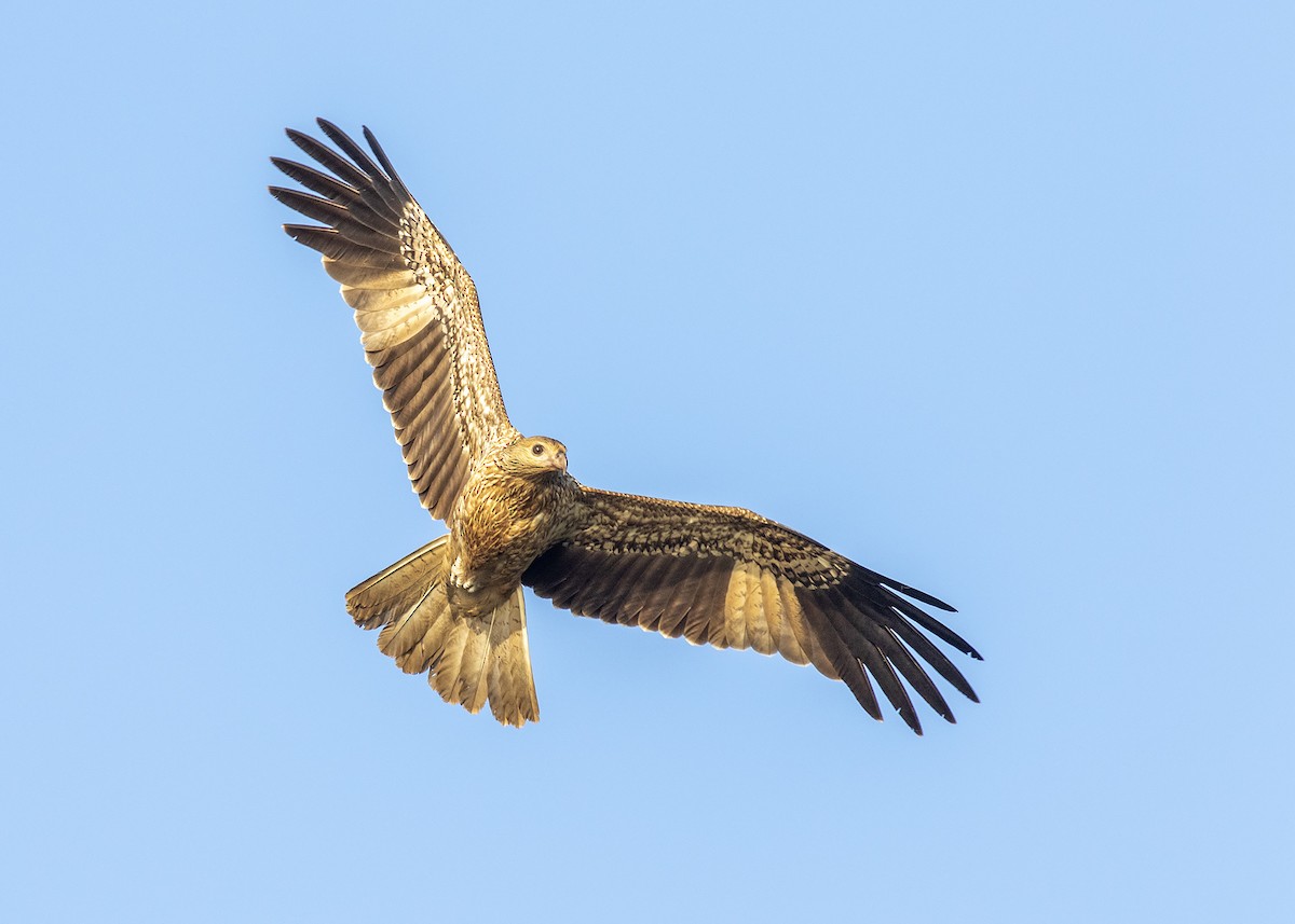 Whistling Kite - Stephen Murray