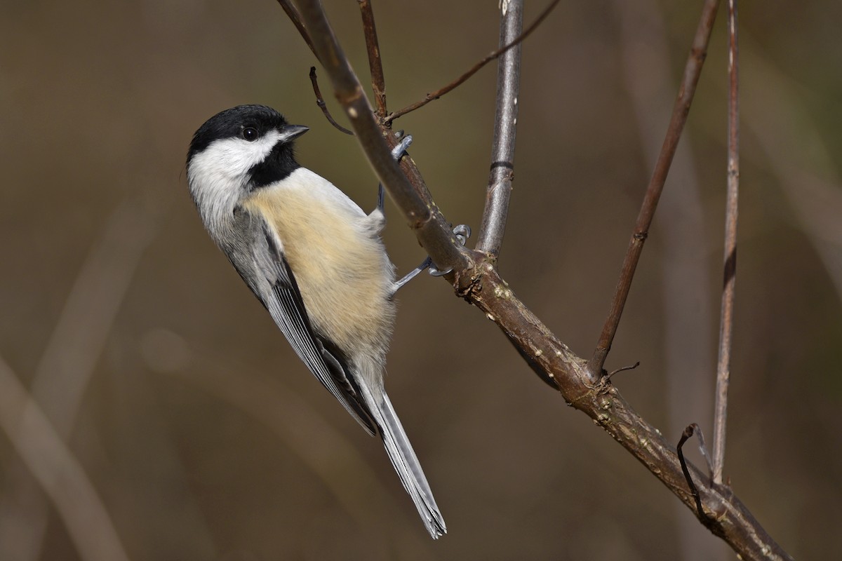 Carolina Chickadee - Daniel Irons