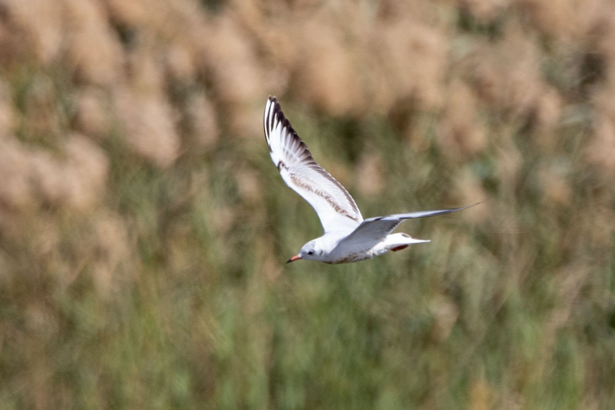 Black-headed Gull - ML200435481