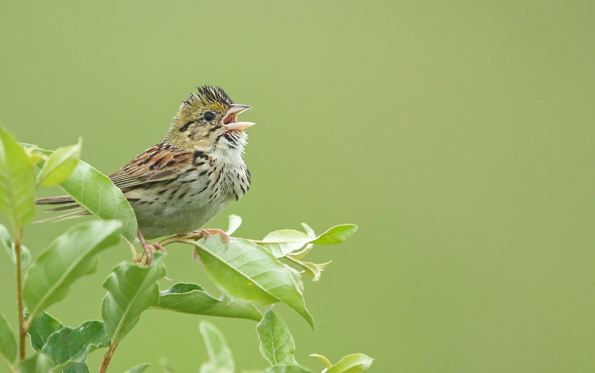 Henslow's Sparrow - ML20043661