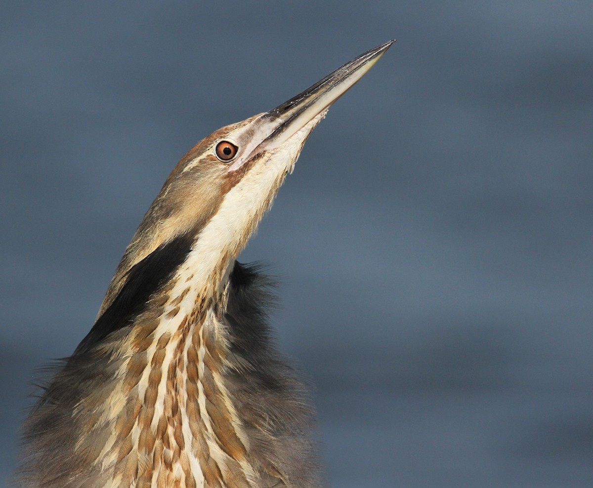 American Bittern - Luke Seitz