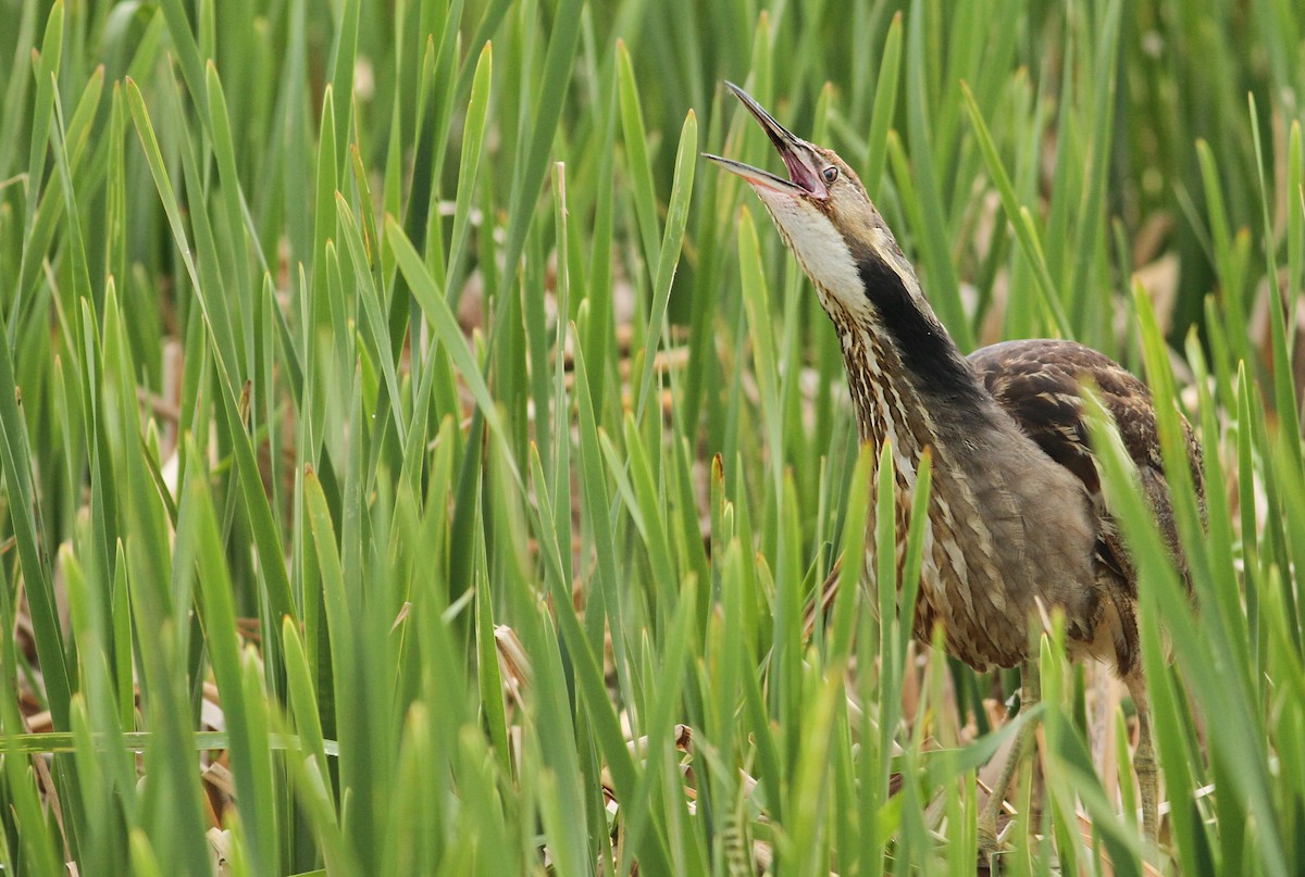 American Bittern - Luke Seitz