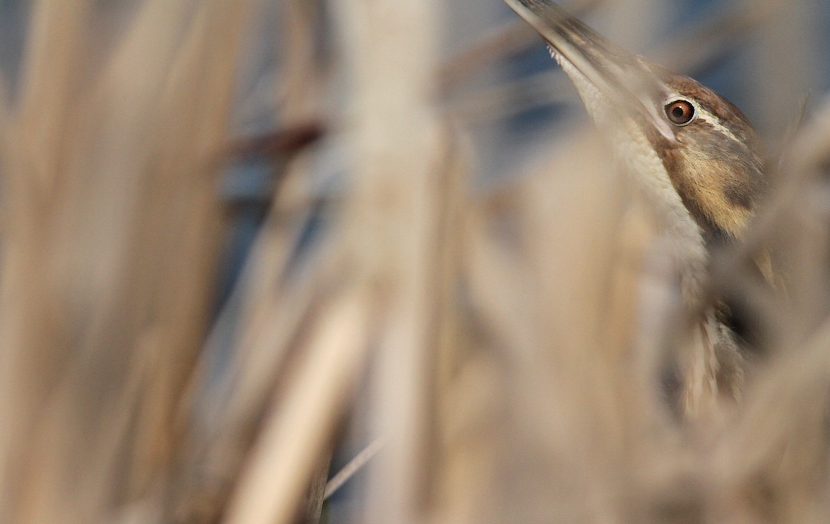 American Bittern - Luke Seitz