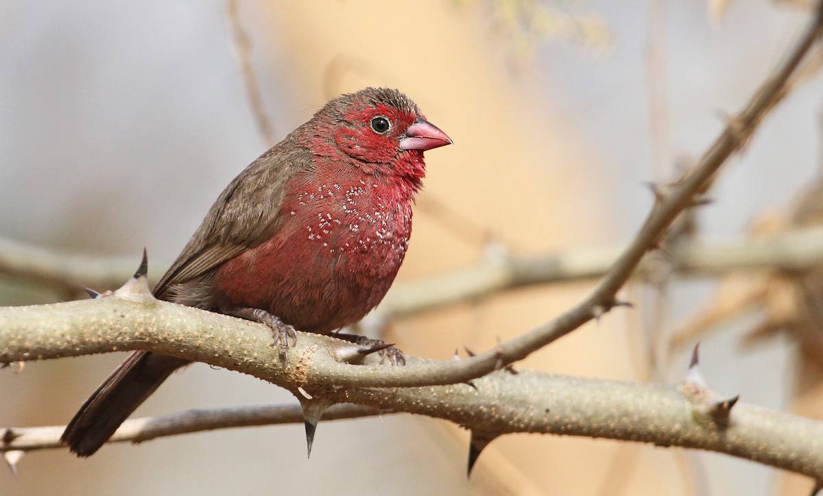 Bar-breasted Firefinch - Luke Seitz