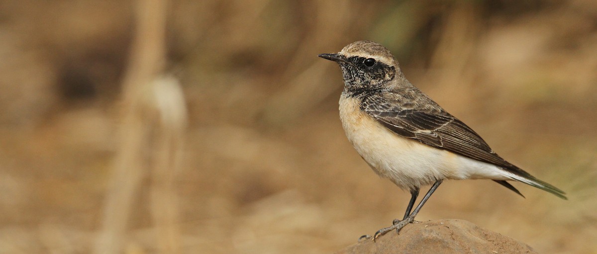 Pied Wheatear - Luke Seitz