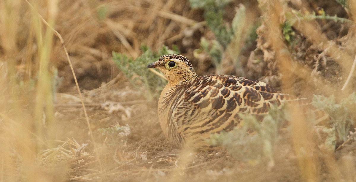 Four-banded Sandgrouse - ML20043781