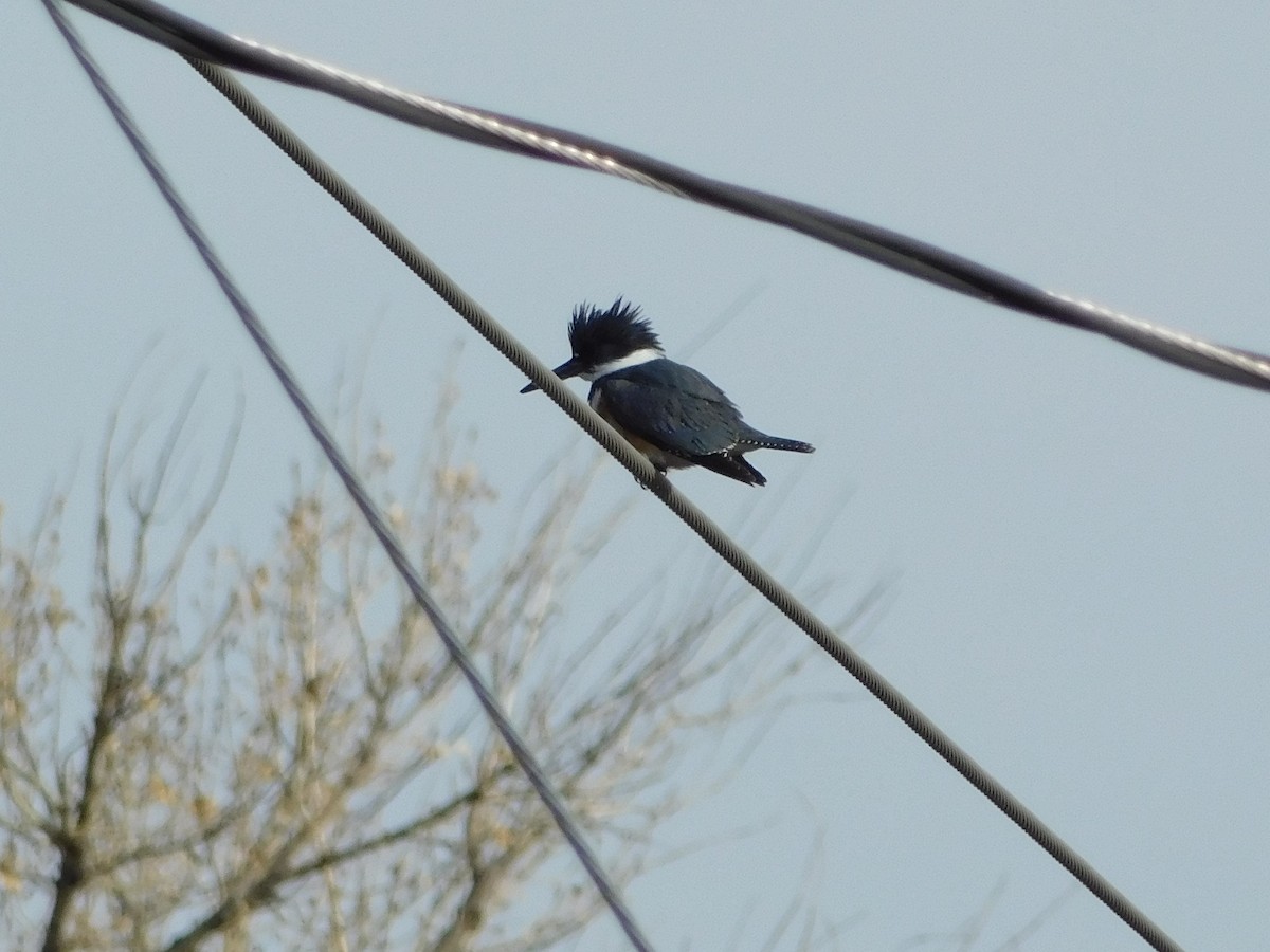 Belted Kingfisher - ML200437821