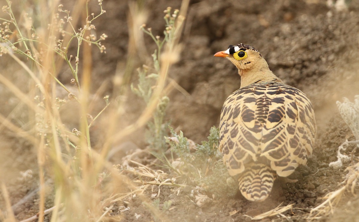 Four-banded Sandgrouse - ML20043791