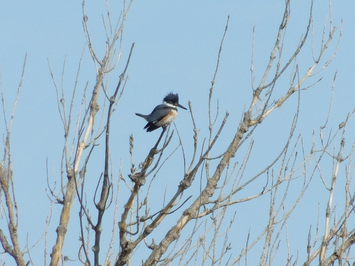 Belted Kingfisher - ML200438111