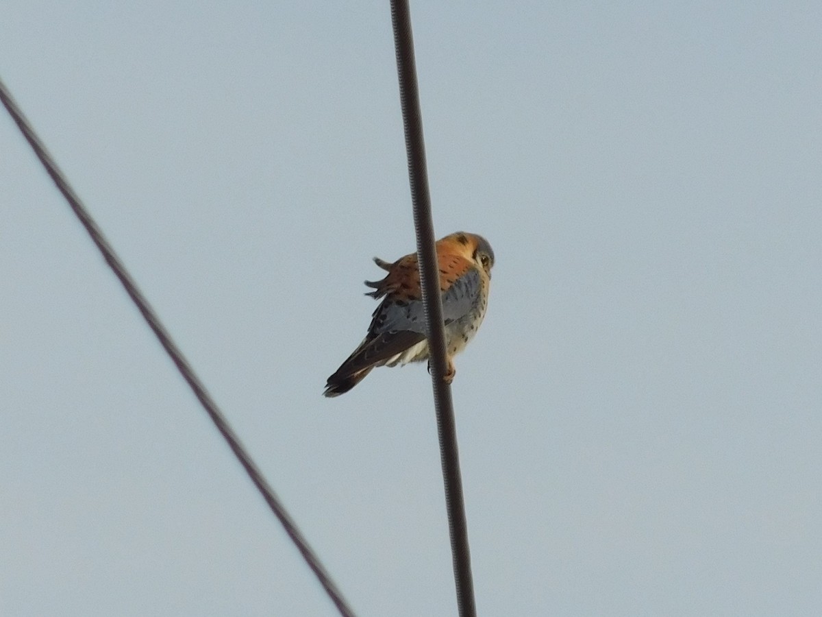 American Kestrel - ML200438581