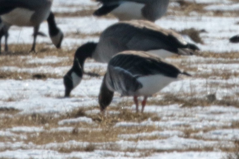 Greater White-fronted Goose - ML200439741