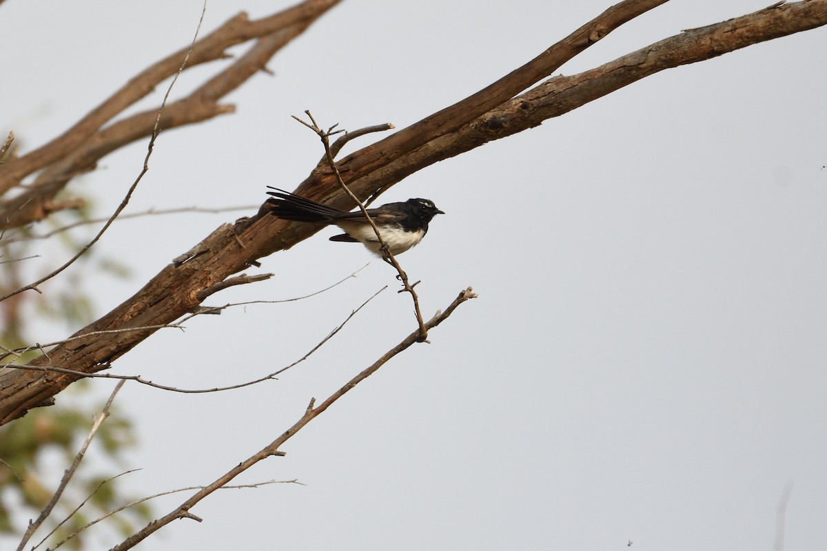 Willie-wagtail - ML200440071