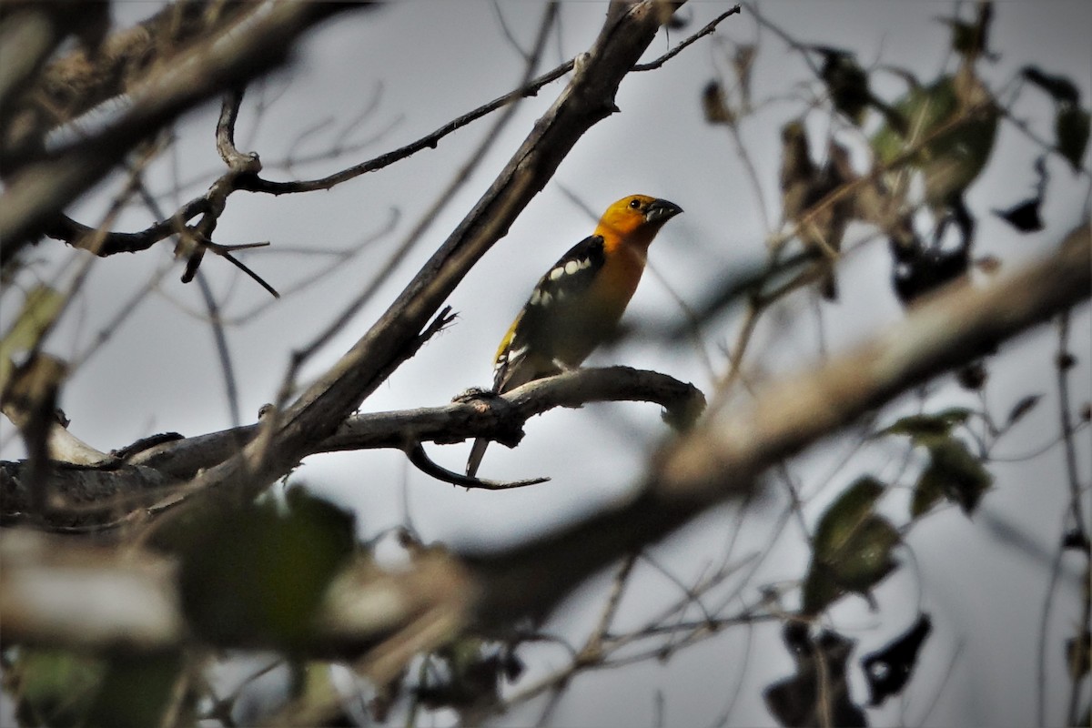 Yellow Grosbeak - John Clark