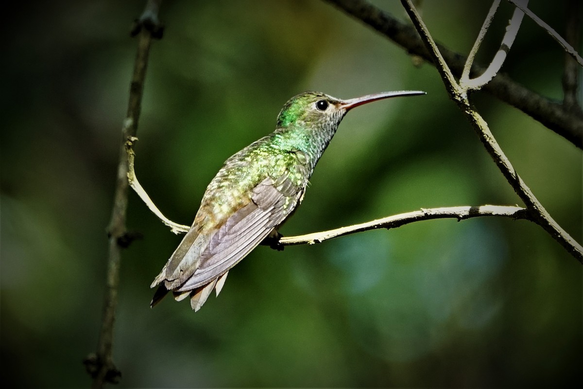 Buff-bellied Hummingbird - John Clark